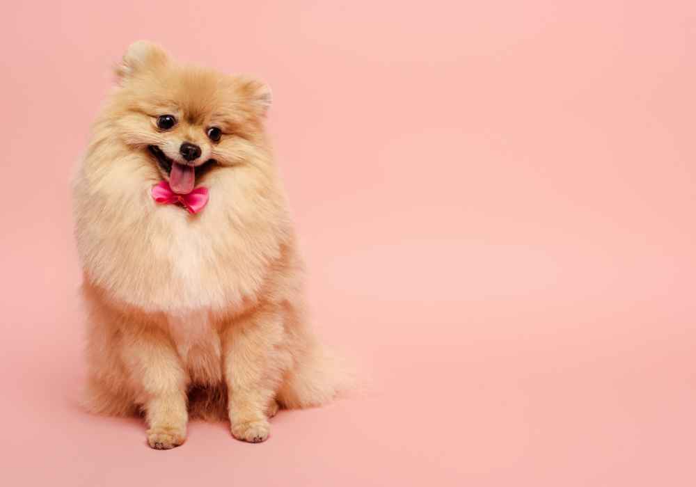 The Pomeranian