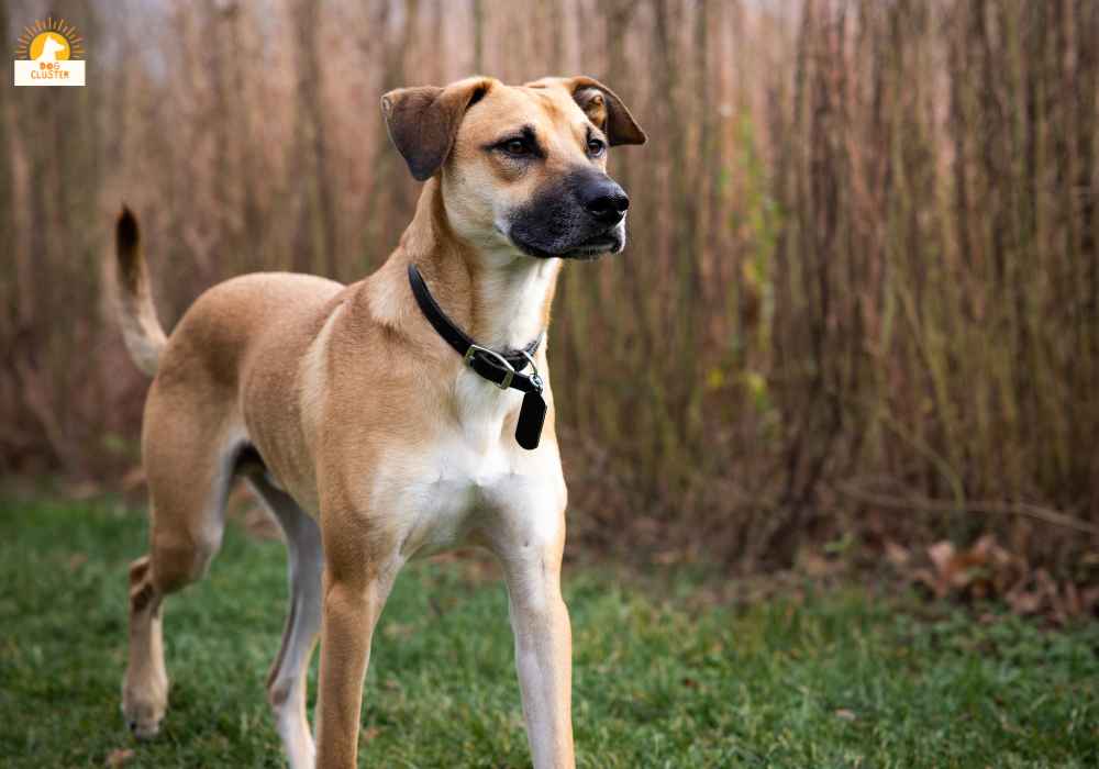 The Personality Traits of Black Mouth Cur Dogs