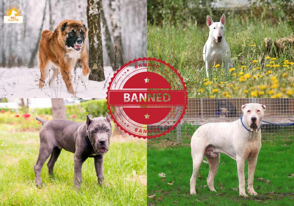 Banned Dog Breeds in Different Countries