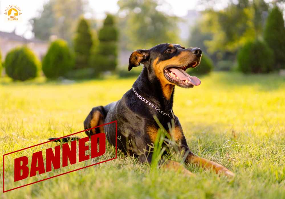 Controversies and Opposition to Breed Bans