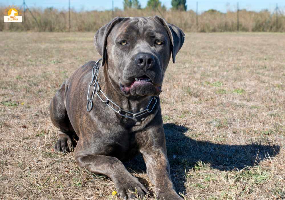 Size and Physical Attributes of Cane Corso