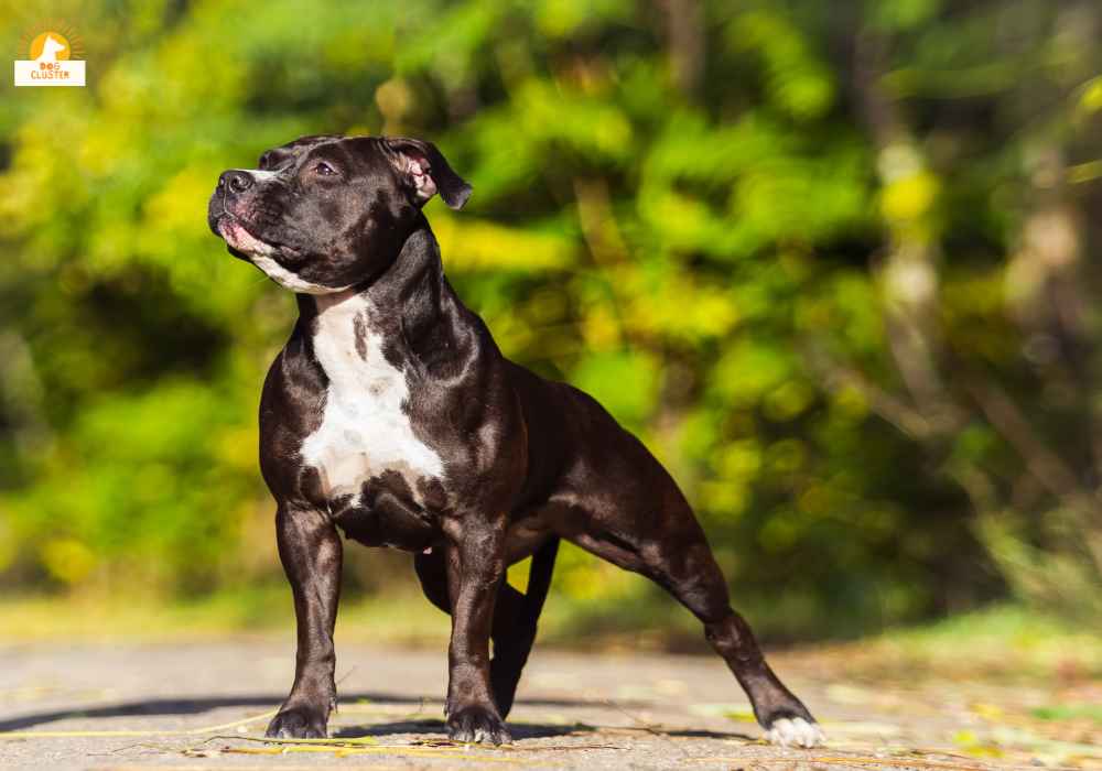 History of the Dog Breed American Staffordshire Terrier