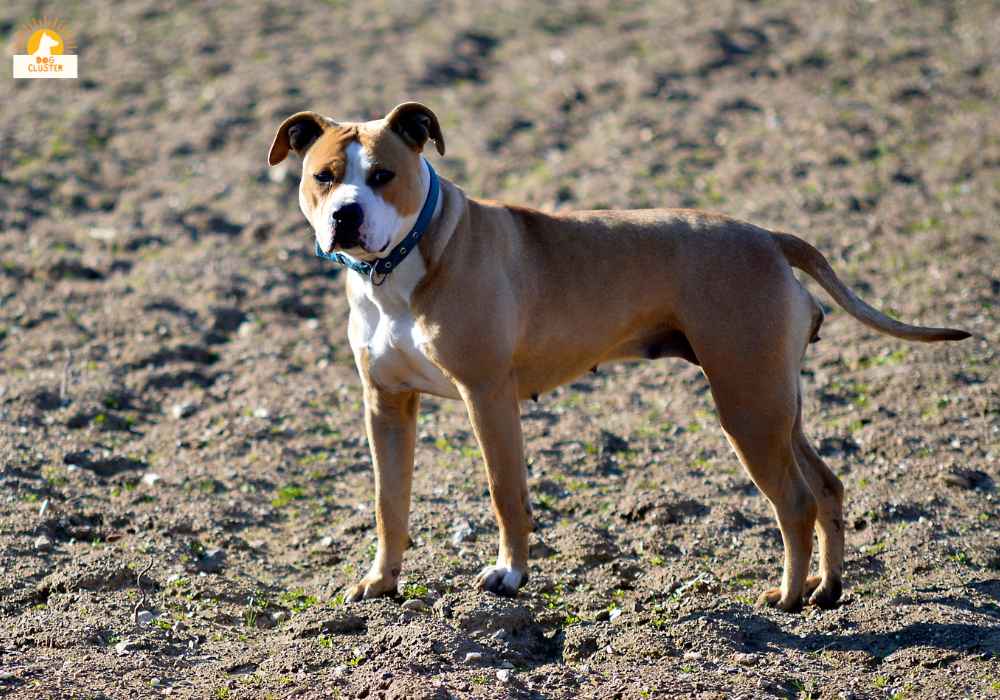 Training and Socialization of dog breed american staffordshire terrier