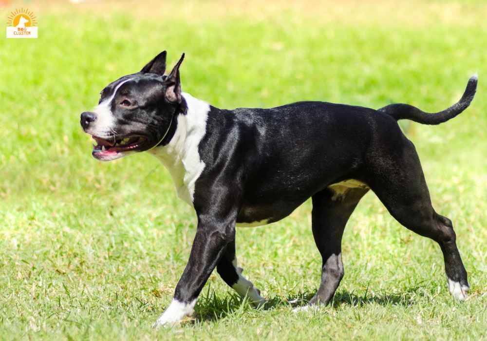 Living with Dog Breed American Staffordshire Terrier