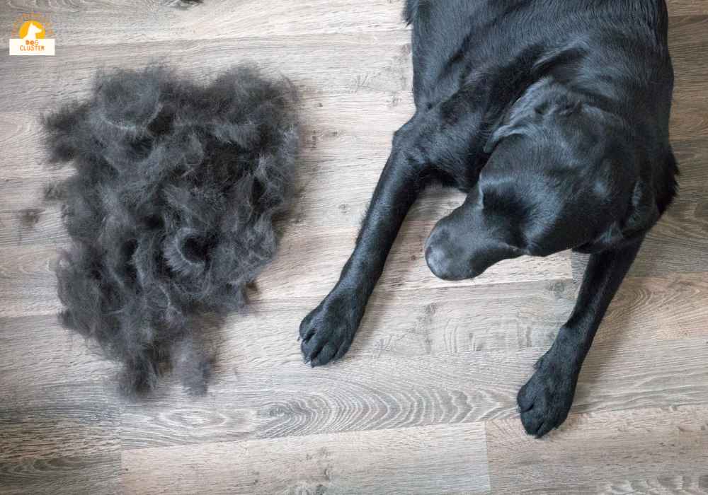 What Is The Myth About Dog Shedding?