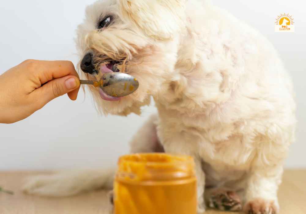 Benefits of Peanut Butter for Dogs