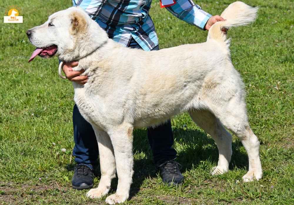 Central Asian Shepherd Dog