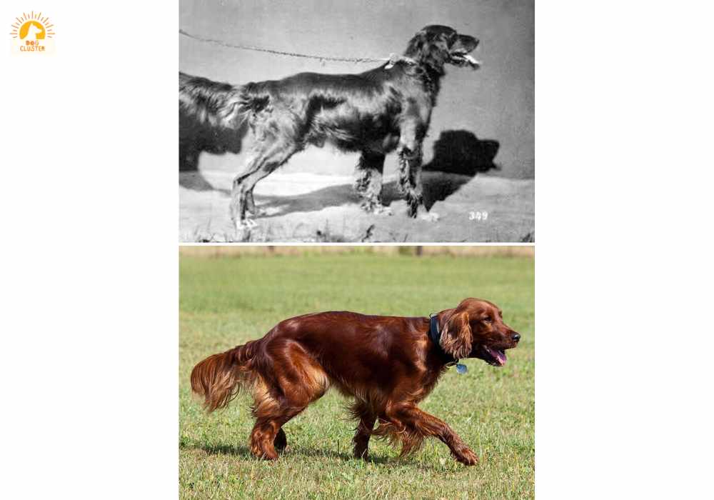 Changes in the Irish Setter Breed