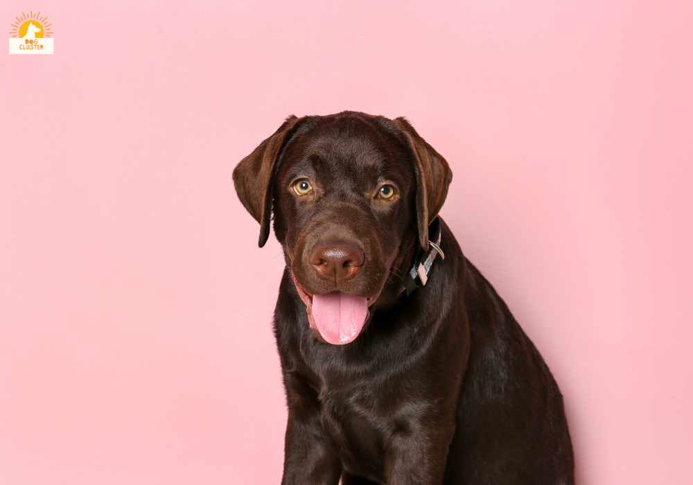 Chocolate Labrador Retriever