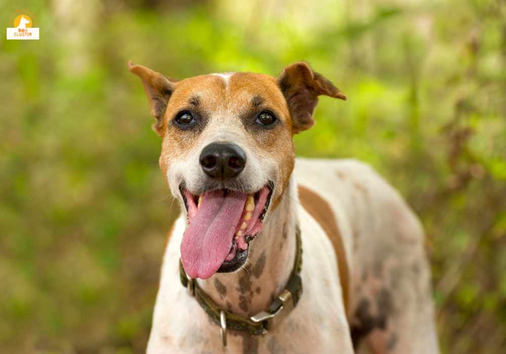 Common Causes of Unexplained Dog Panting