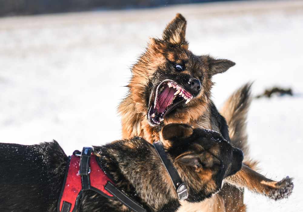 Debunking Myths About Aggressive Dog Breeds