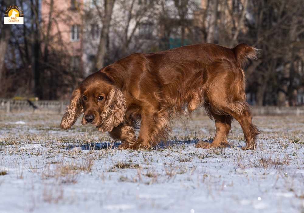 Field Spaniel