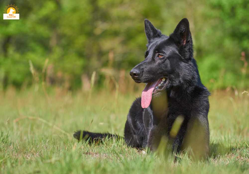 German Shepherd black