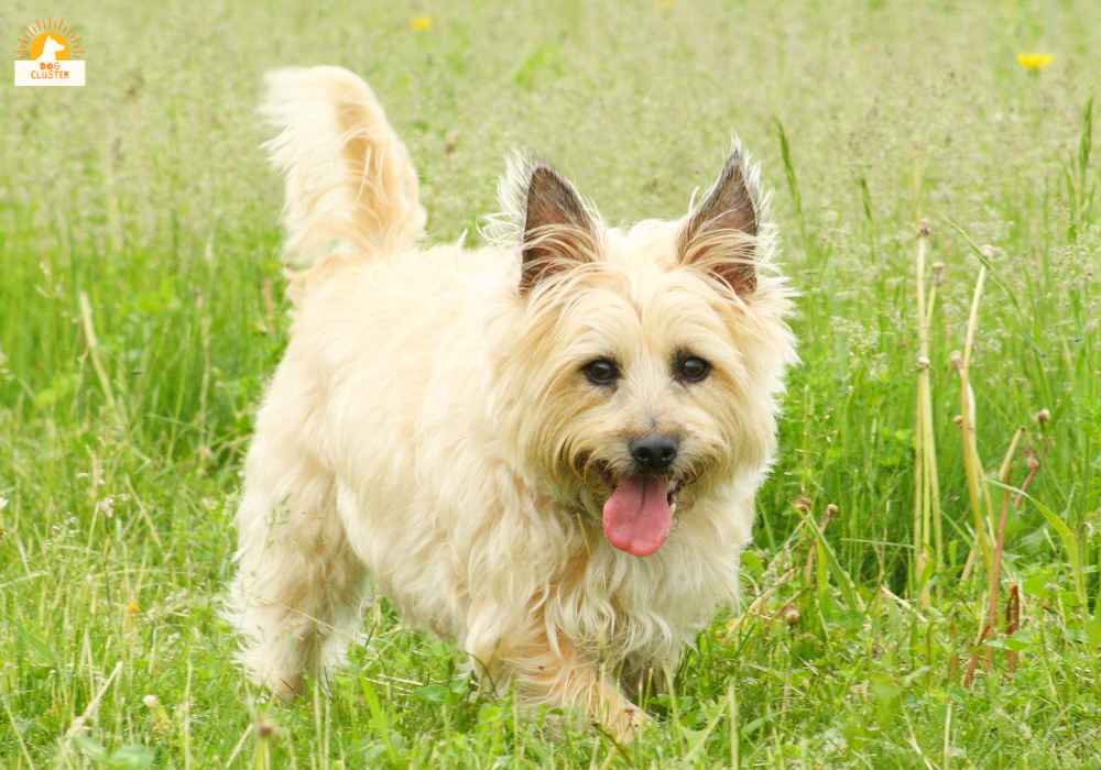 Glen of Imaal Terrier