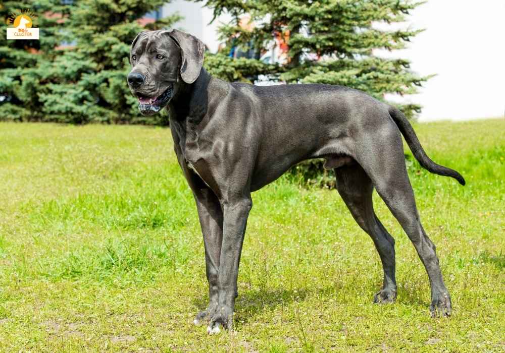 Great Dane