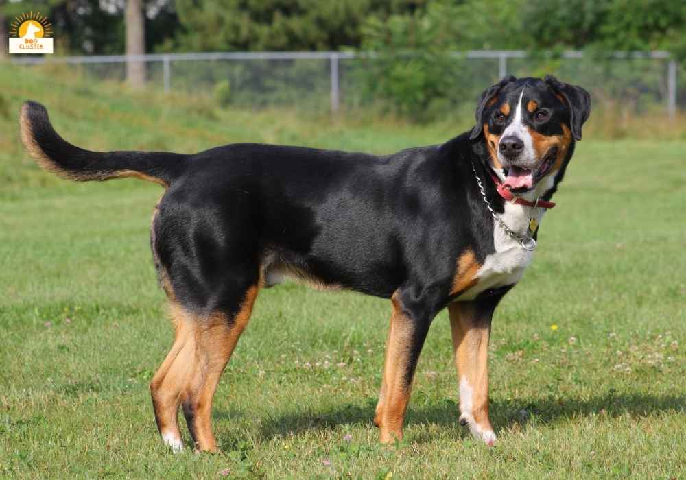 Greater Swiss Mountain Dog