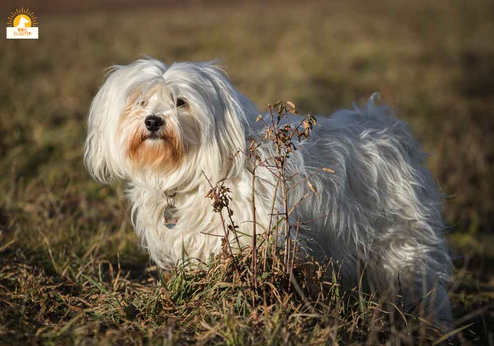 Havanese