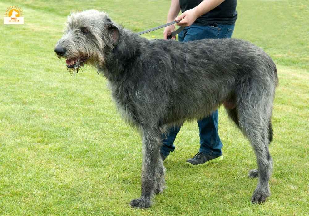 Irish Wolfhound