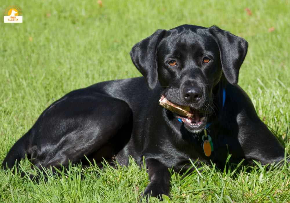 Labrador Retriever black