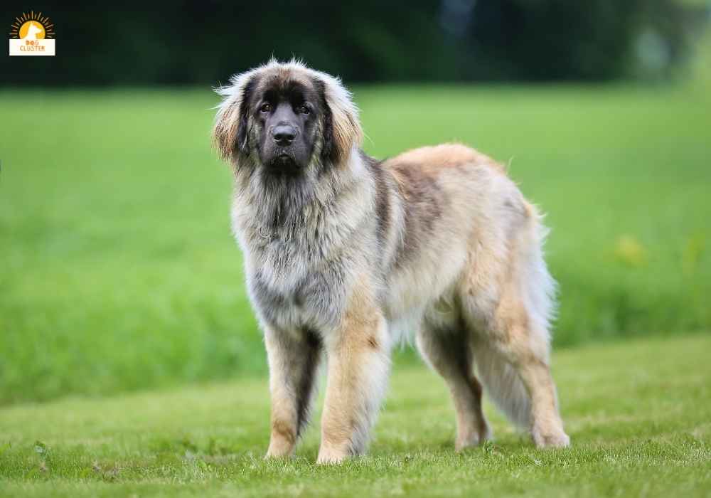 Leonberger