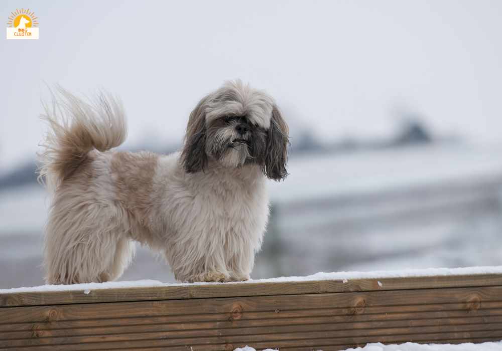 Lhasa Apso