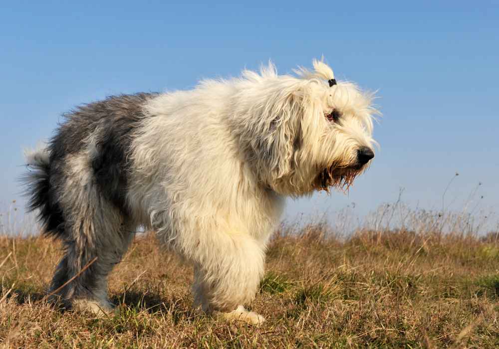 Old English Sheepdog