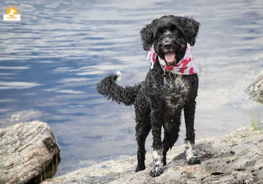 Portuguese Water Dog