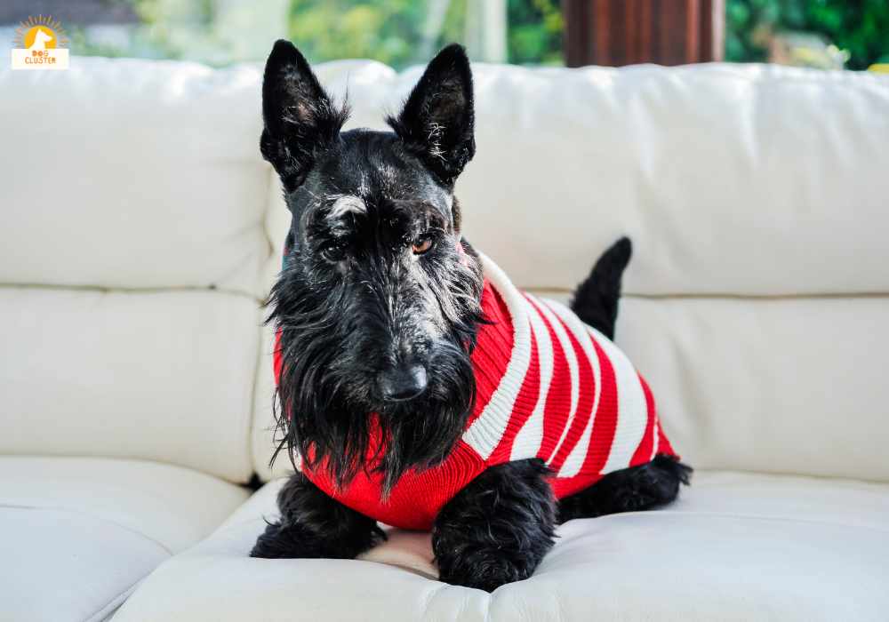 Scottish Terrier