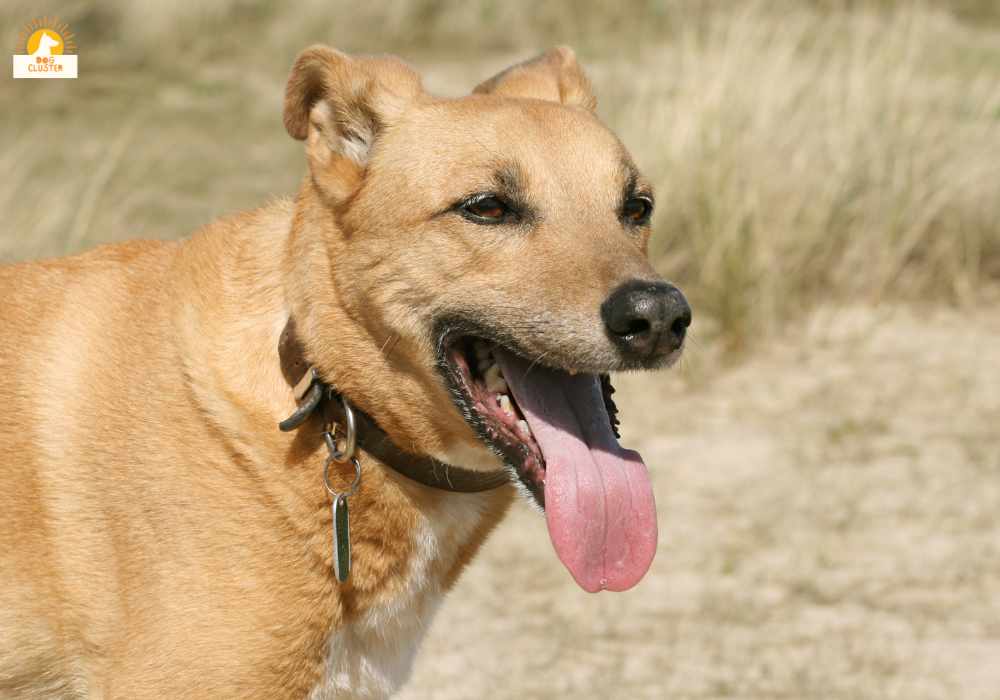 Solutions and Treatments for Excessive Panting