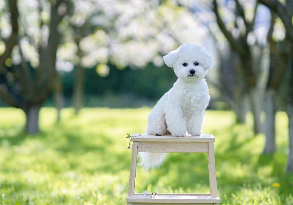 The Affectionate Bichon Frise