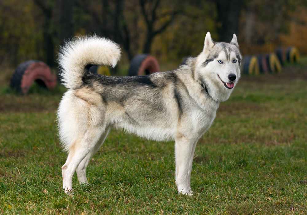 The Agile Siberian Husky