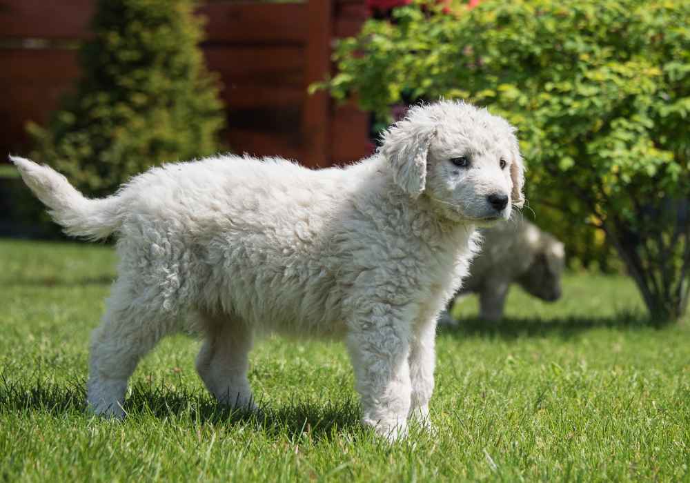 The Charming Kuvasz