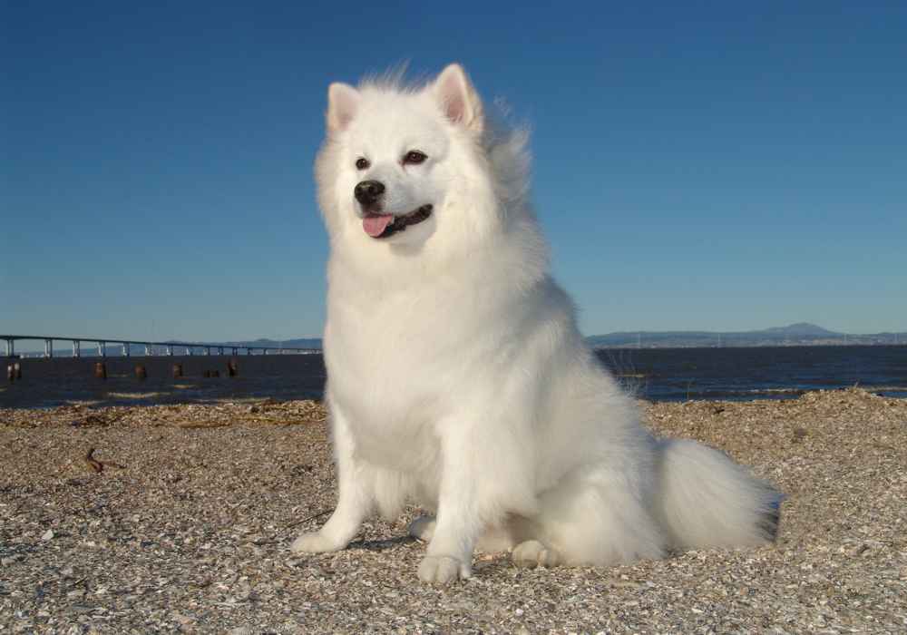 The Energetic American Eskimo