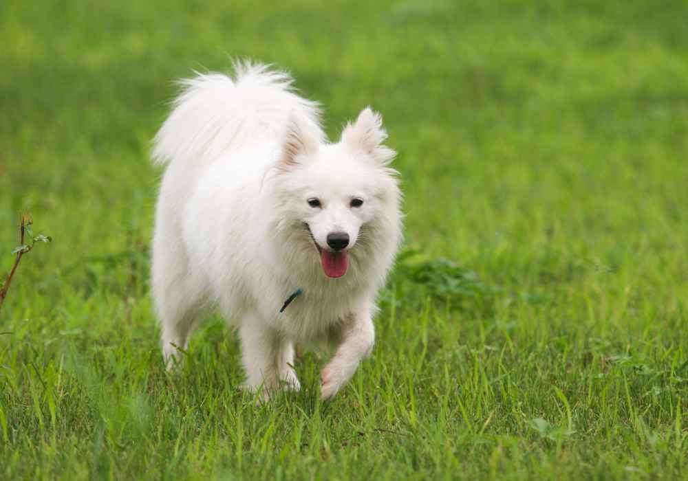 The Exotic Japanese Spitz