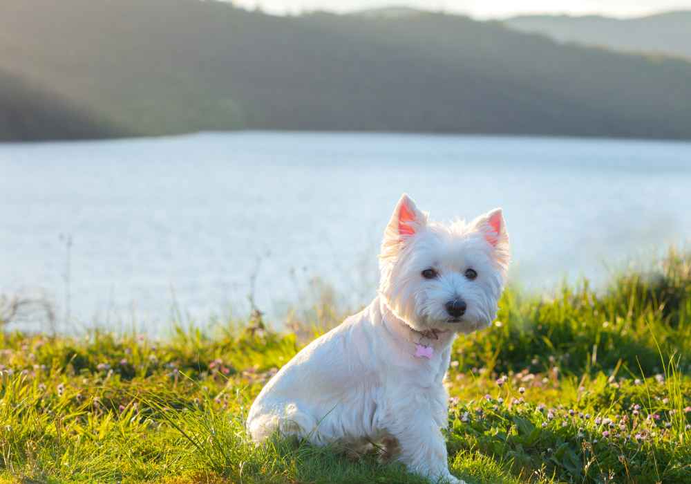 The Fiery West Highland Terrier