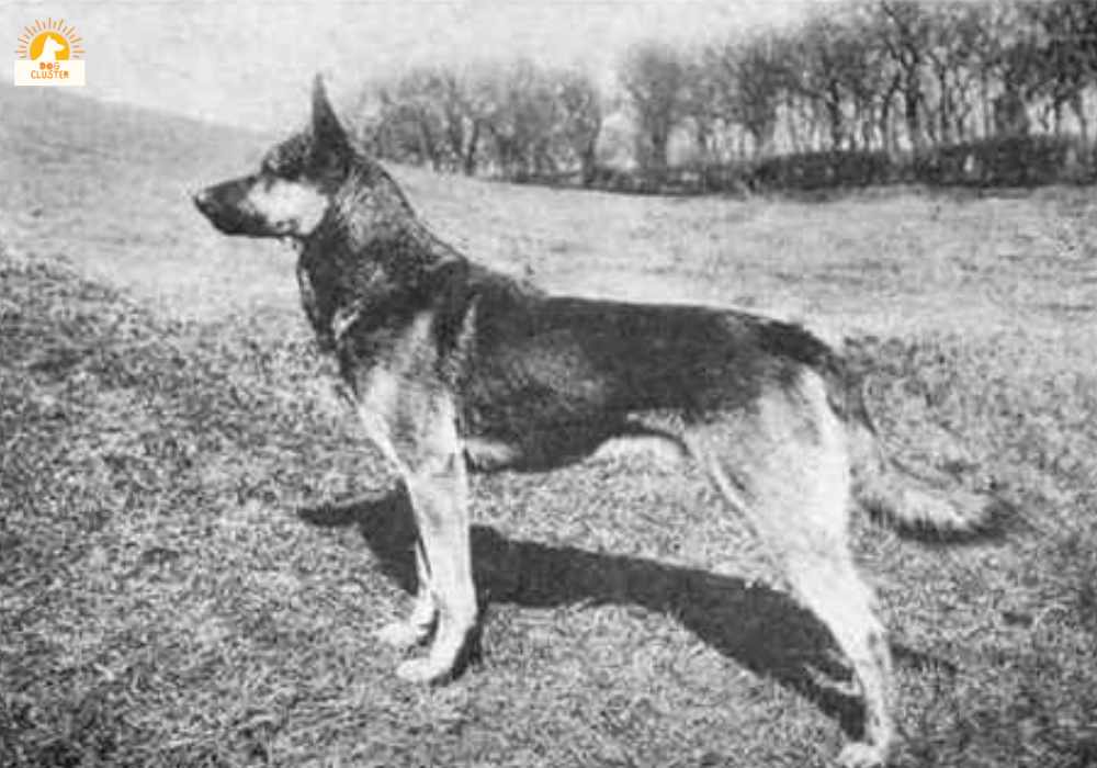 The Journey of the German Shepherd