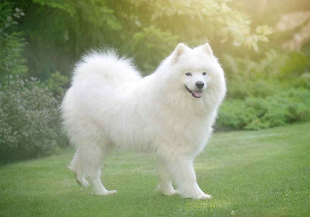 The Loyal Samoyed