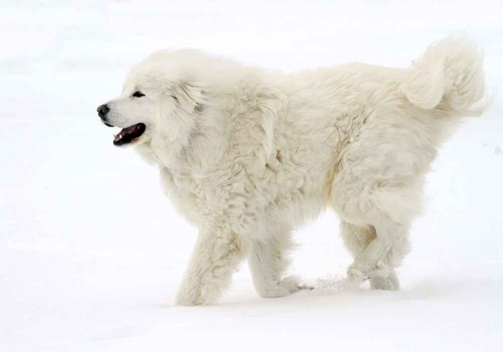 The Majestic Great Pyrenees