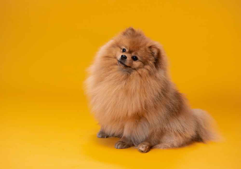 The Petite Pomeranian