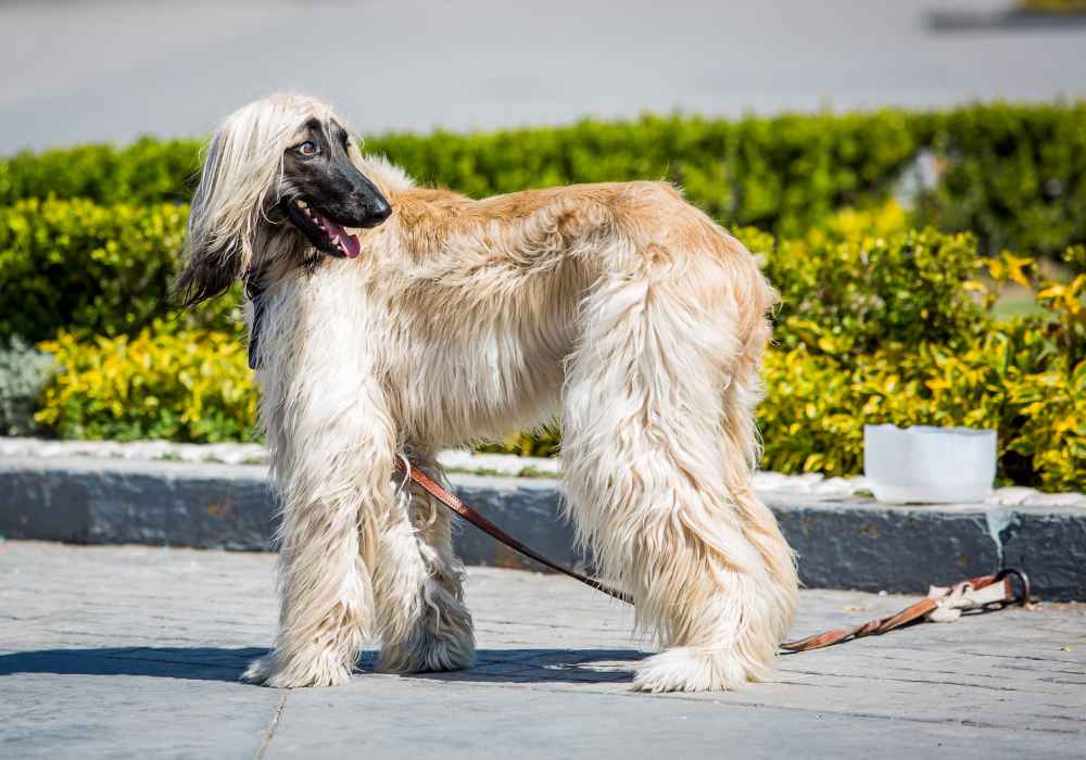 The Regal Afghan Hound