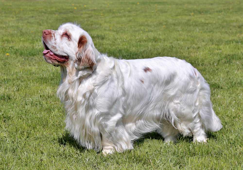 The Sociable Clumber Spaniel