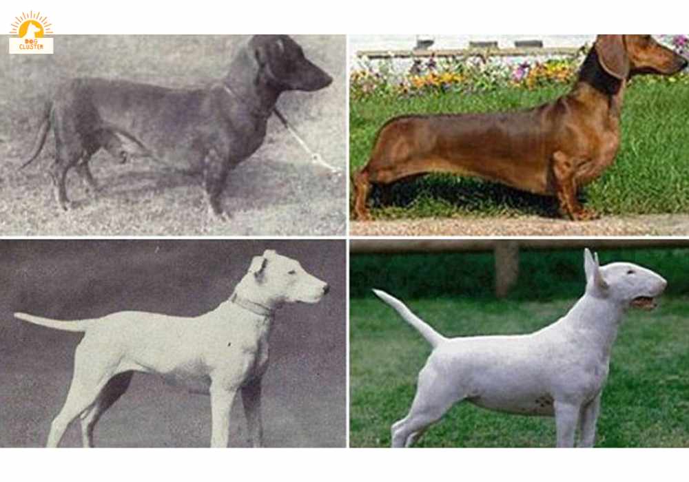 The Transformation of the Bull Terrier