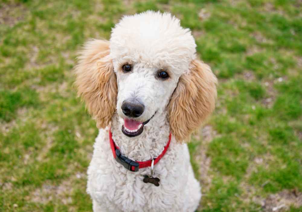 The Versatile Standard Poodle