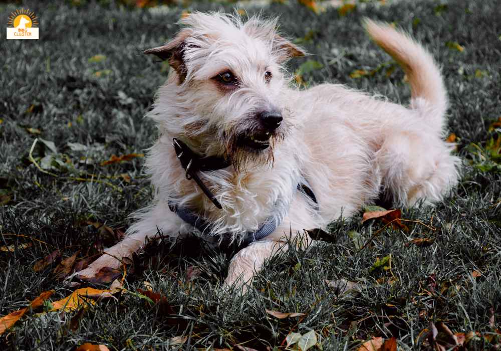 Training Your Glen of Imaal Terrier