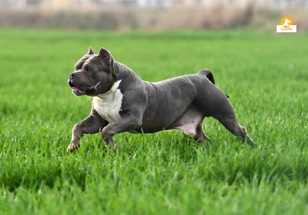 What Is The History Of American Xl Bully?