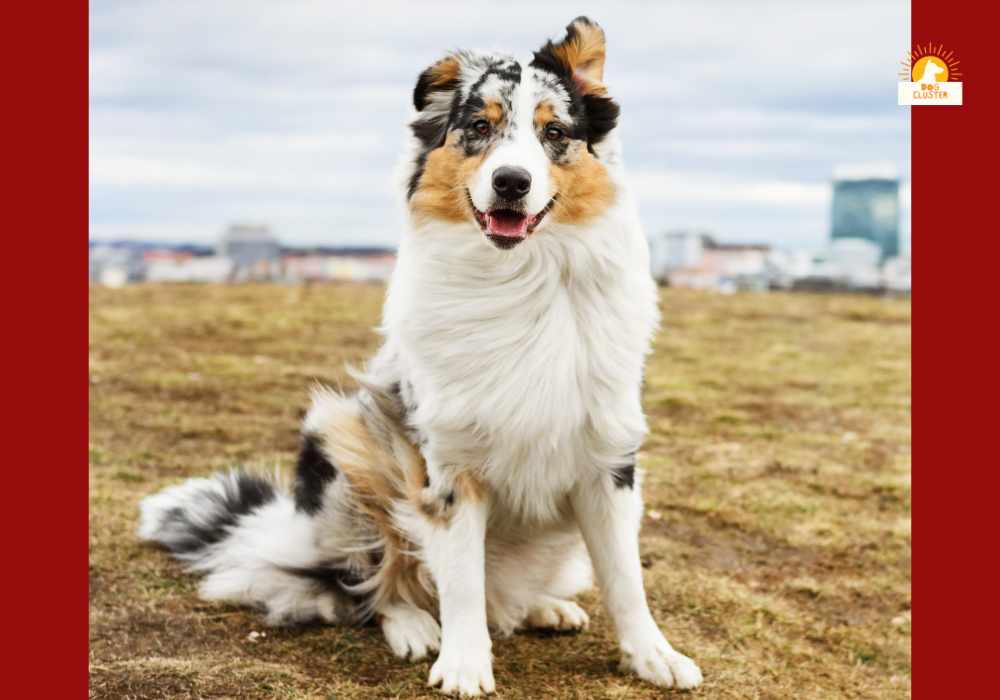 Australian-Shepherd