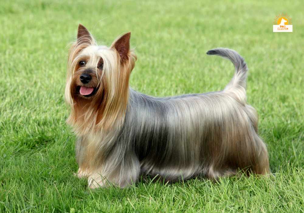 Australian Silky Terrier