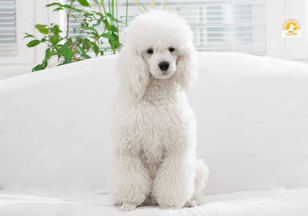 Poodle Dog Breed  Information