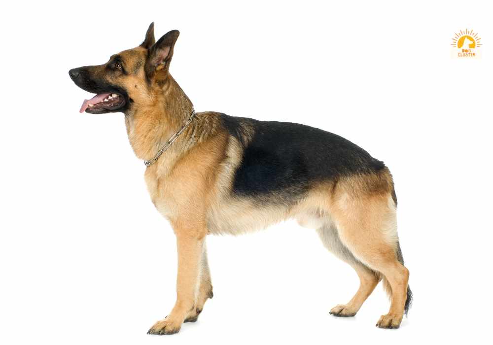 Choosing a German Shepherd Puppy