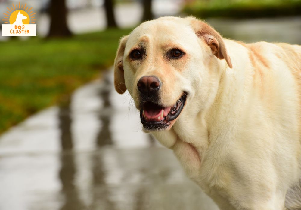 Considerations before Getting a Labrador Retriever